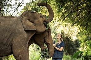 The Elephant in the Zoom: How to Make a Trunk Video Call and Support Elephant Welfare 