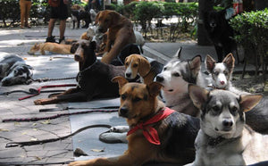 México, el país de América Latina con mayor número de animales sin hogar