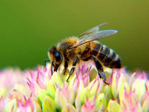 5 Facts About Bee Farming