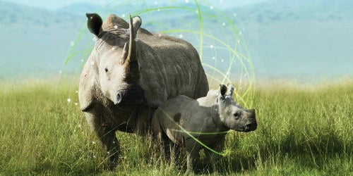 ¿Puede la tecnología salvar al rinoceronte de la extinción?