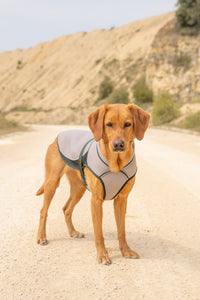 The New Ruff and Tumble Dog Cooling Coat
