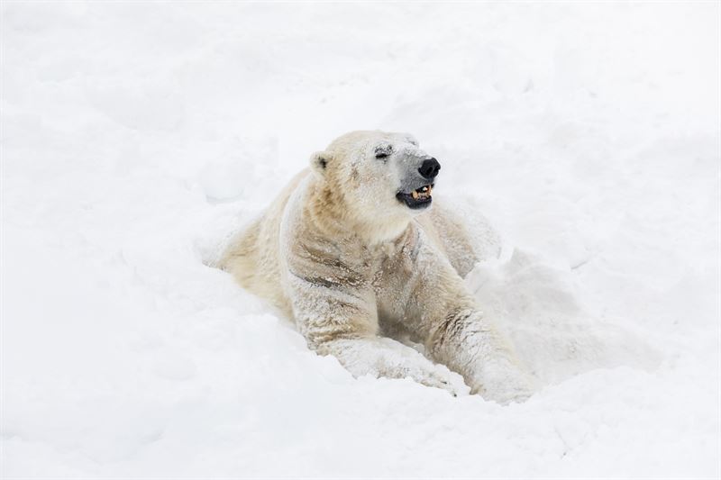 Polar bear male Nord has moved to Ranua Zoo