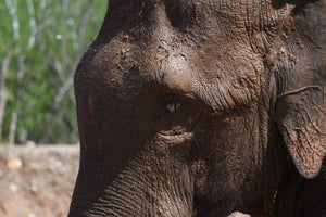Fue liberado el elefante BIG BOY este lunes 19 de julio   en el santuario Ostok, en Culiacán, Sinaloa