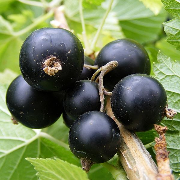 Blackcurrants are favourable for glucose metabolism