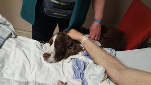 USask study finds dog therapy can reduce ER patients’ pain and anxiety
