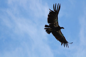 CÓNDORES DE CALIFORNIA REGRESAN A SU HÁBITAT NATURAL EN SAN PEDRO MÁRTIR