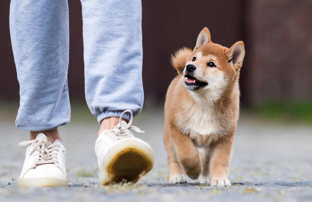 ¿Cómo cambiar la vida de un perro sin hogar?