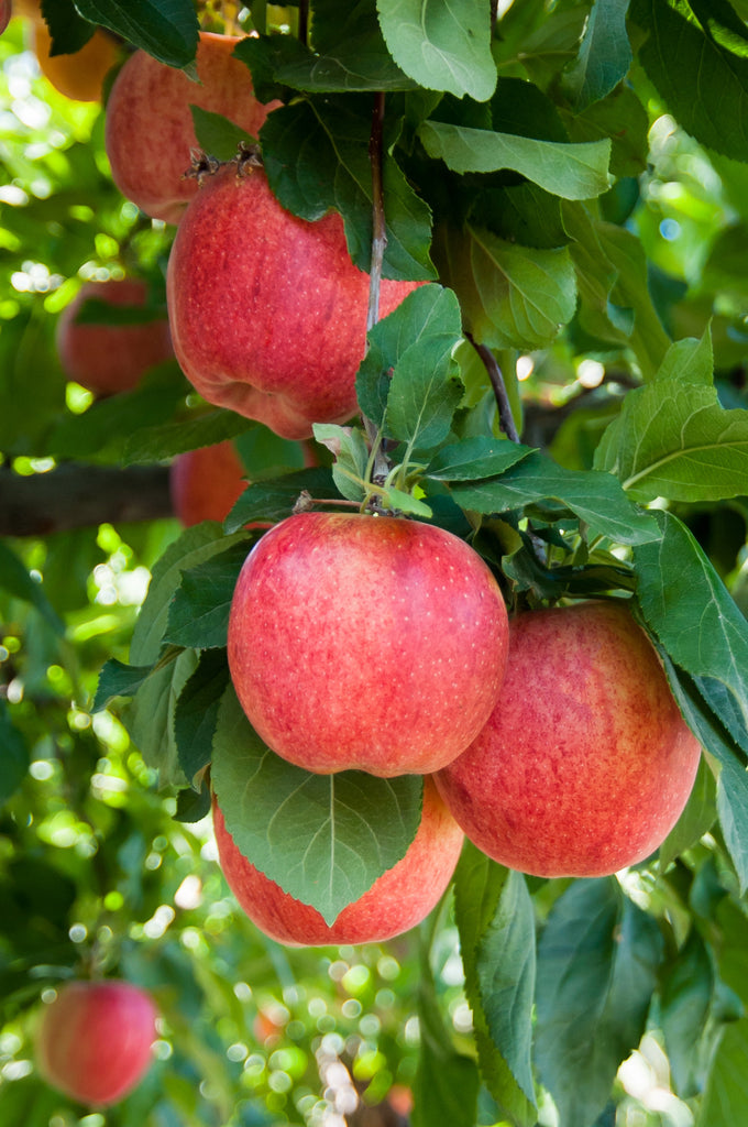 Bicolor, rojas, verdes, amarillas… ¿Cuál es el color de tu manzana?