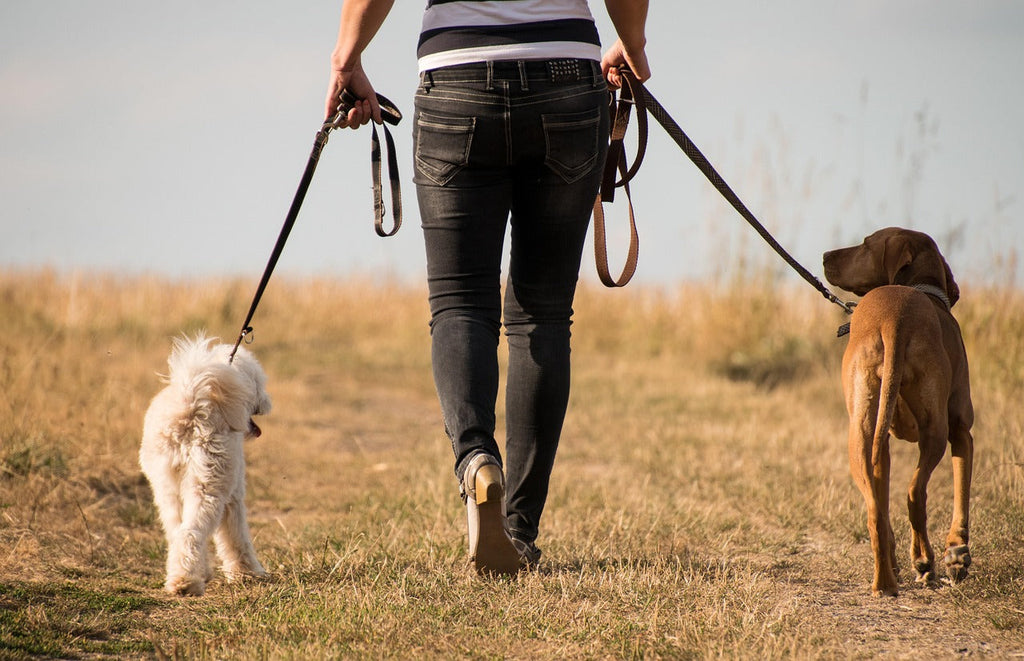 Descubre cómo las caminatas contribuyen al bienestar integral de tu mascota