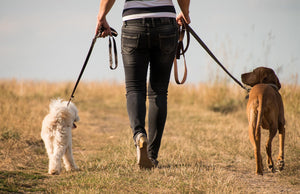 Descubre cómo las caminatas contribuyen al bienestar integral de tu mascota