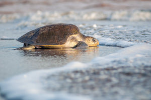 Descubre la magia de la liberación de tortugas en Puerto Vallarta