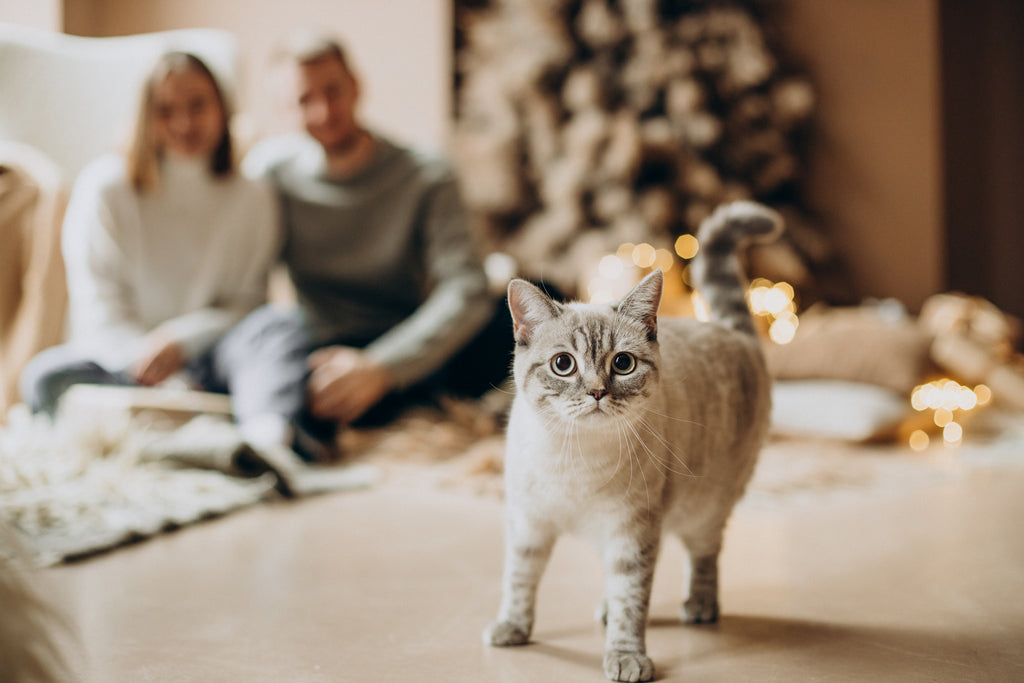 Gatos vs Árbol de Navidad