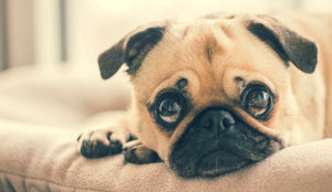 ¿Piensas volar con tu mascota? Lee lo siguiente