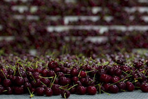 Cerezas de Verano en México ¡Bienvenido verano rojo!