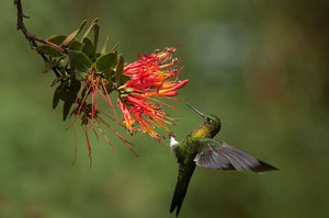 Quito, destino biodiverso y único para avistamiento de aves