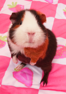 Clementine Schouteden, CEO of&nbsp;Kavee—the world’s leading guinea pig habitat brand, is available to discuss: