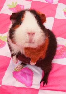Clementine Schouteden, CEO of&nbsp;Kavee—the world’s leading guinea pig habitat brand, is available to discuss: