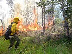 EN DOS AÑOS, LOS INCENDIOS FORESTALES HAN CONSUMIDO CASI 2  MIL VECES LA SUPERFICIE DE CHAPULTEPEC