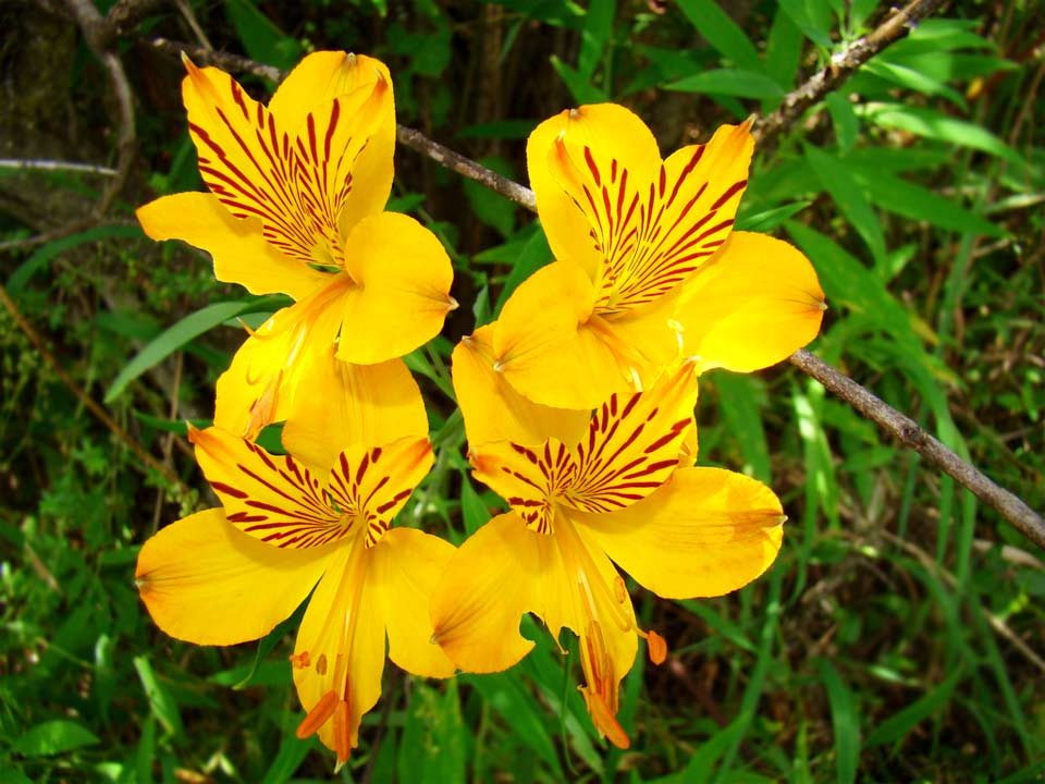 Amancay, una flor del bosque que enamora en Argentina