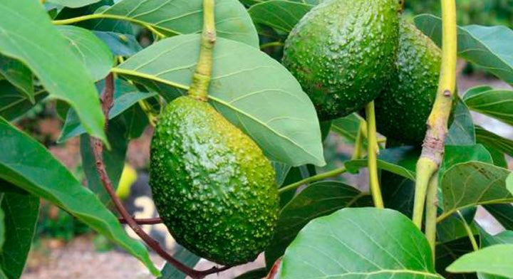 Descubre las maravillas de las hojas de aguacate con la APEAM