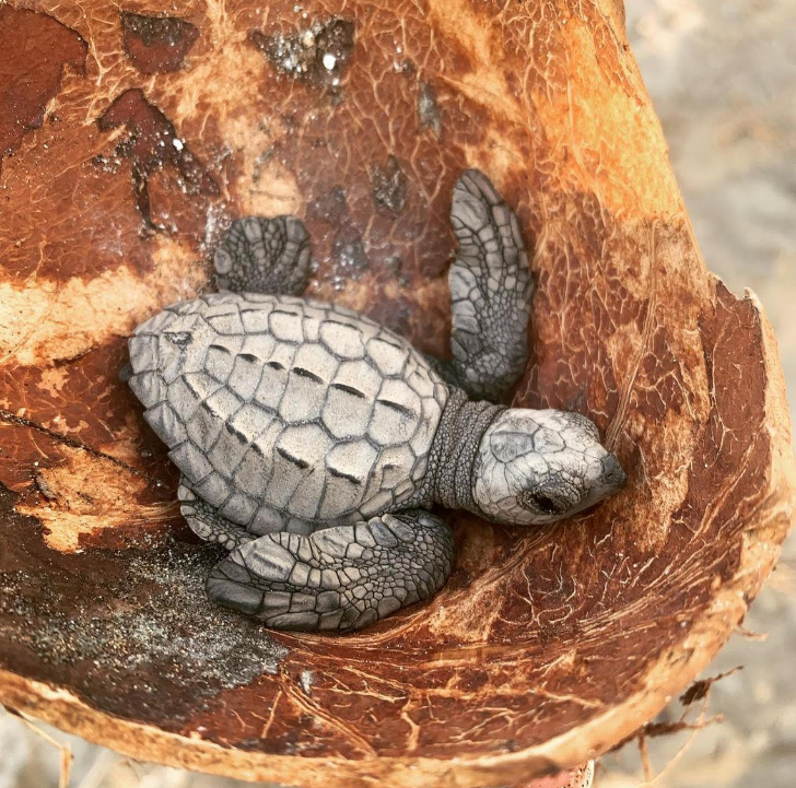 Vive la experiencia de liberación de tortugas marinas en Puerto Vallarta