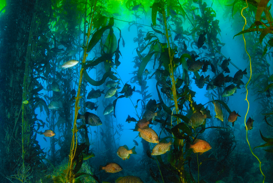 PARQUE SUBMARINO ROSARITO, EL MEJOR LUGAR PARA BUCEAR EN BAJA CALIFORNIA