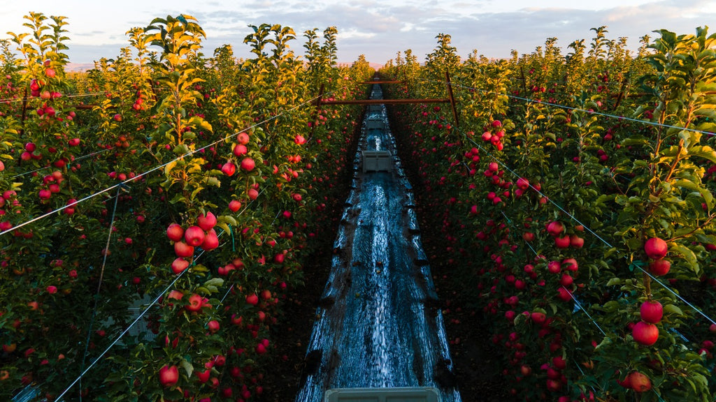 Cripps Pink: la manzana del amor