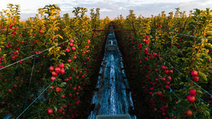Cripps Pink: la manzana del amor