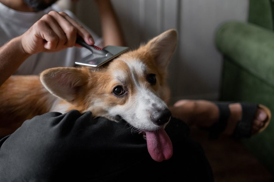 ¿Por qué los mexicanos gastan más en sus mascotas que en su salud?