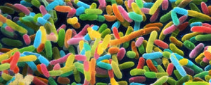 Seis partes del cuerpo donde la microbiota cuida de tu salud