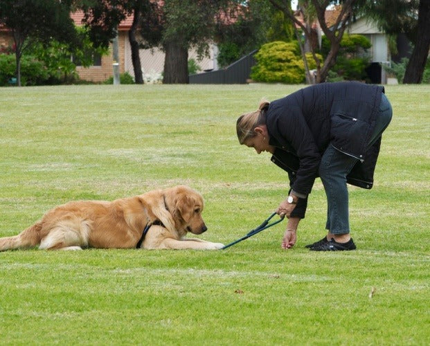 Consejos para entrenar a tu perro para un estilo de vida activo