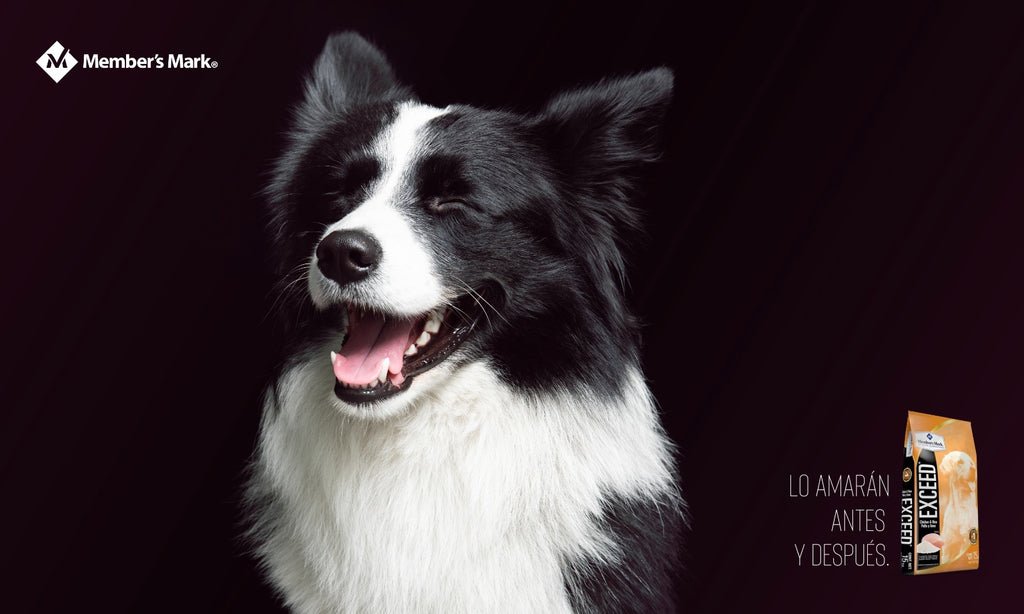 ¿Sabías que un perro puede tener gastritis o colitis? Dale así una buena digestión y una vida feliz