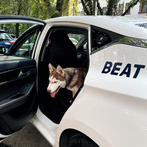 ¡Mascotas a bordo! Viaja con tu mejor amigo en Beat Zero y Beat Tesla
