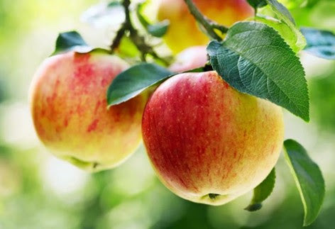 Descubre la Honeycrisp, la manzana ideal para empezar el año con energía