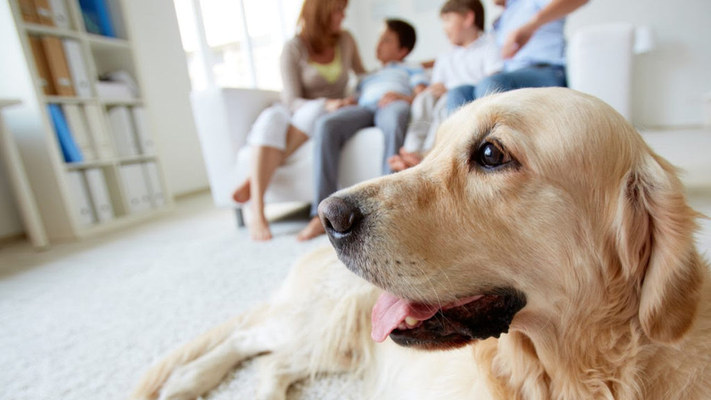 Cómo disminuir el impacto de una mascota en su hogar