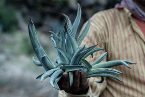 Loco Tequila: El valioso legado de los campos de agave en la producción del tequila