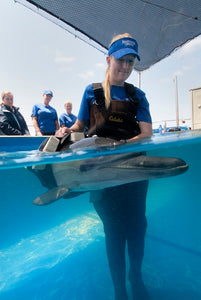 SeaWorld y OCEARCH unen esfuerzos para proteger los océanos y los animales marinos del mundo