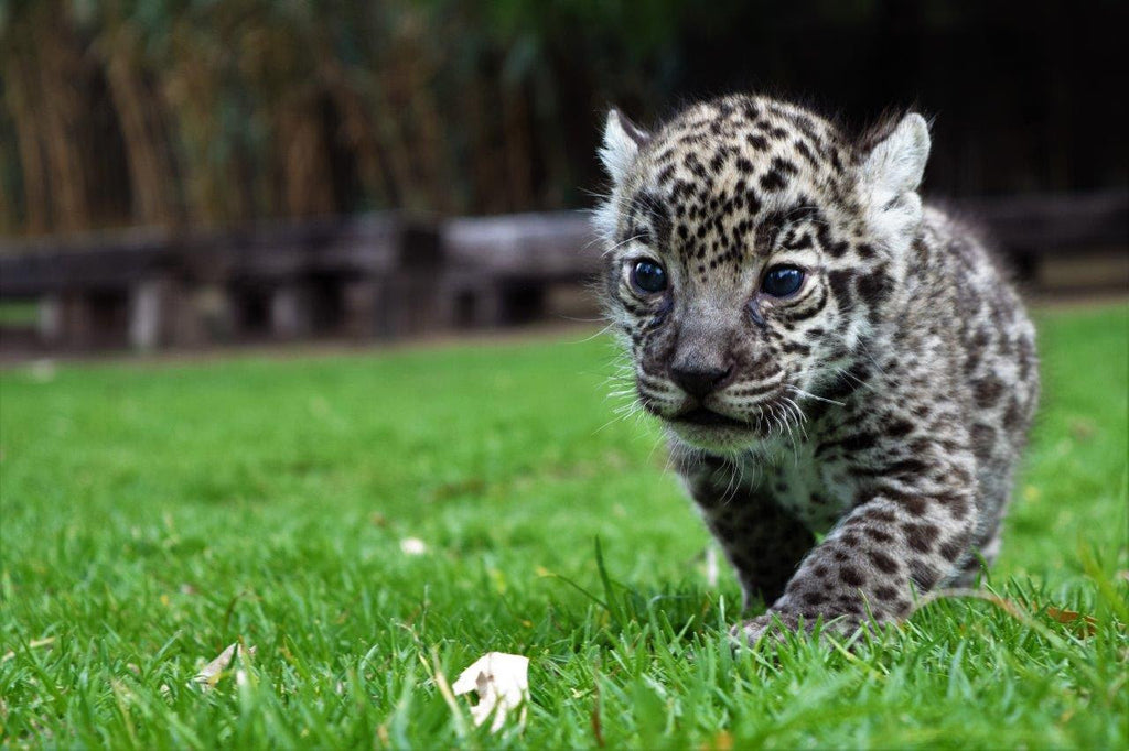 Nacen dos cachorras de Jaguar en Reino Animal