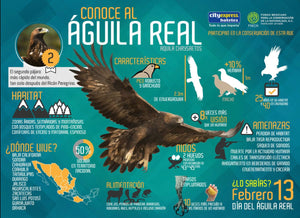 El águila real, una especie emblemática para los mexicanos