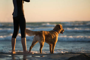 VIAJA CON TU PERRO SIN COSTO ESTAS VACACIONES DE LA MANO DE NH HOTEL GROUP